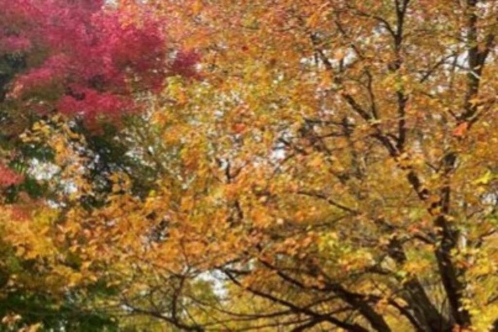 Tobyhanna Poconos Peaceful Retreat - Families & Large Groupsヴィラ エクステリア 写真